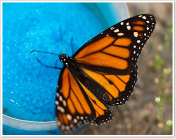 Biological Sciences Landing Page--Butterfly Eating