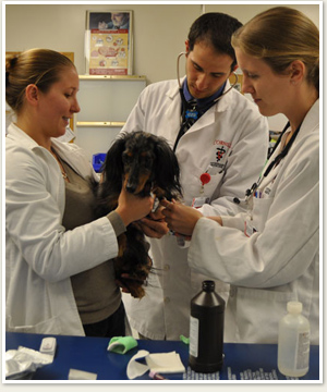Three vet students working with a long haired dachshund